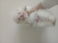 Süt beyaz tea cup pomeranian uyguna yavrular