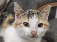 Kedi Sahiplendirme (2 veya 1 Kedi)