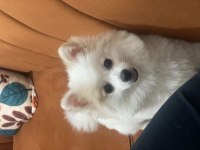 Güzel Kız Pomeranian Pamuk
