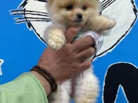 Pomeranian boo 60 günlük köpekler