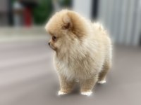AŞILI ORJİNAL POMERANİAN BOO YAVRU