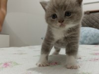 British shorthair blue point yavruları