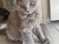 British shorthair kedimize sıcak bir yuva arıyoruz