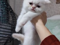 Bal tatlısı küçük exotic shorthair kızımız