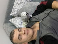 Full evcil jako papağanı