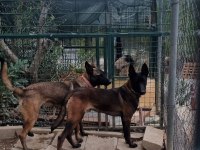 Show Kalite Belçika Malinois Bebeklerimiz