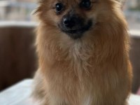 Adana içi pomeranian