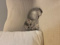 British Longhair 2 Aylık Dişi Yavru Sevgi Dolu Yuva