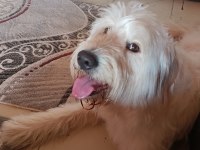Golden Doodle Mix (DİŞİ)