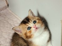 Fawn tortie Bicolor Scottish Fold Bilek golden