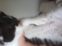 ADANA YAVRU KEDİLER TESLİME HAZIR