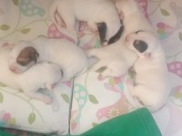 Saf kan terrier jack russell