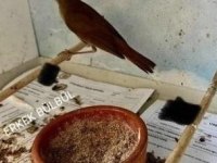 Yavrudan Besleme Erkek Ve Dişi Orijinal Bülbüller