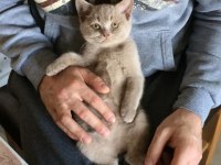 NADİR RENK FAWN LILAC BRITISH SHORTHAIR YAVRULARR