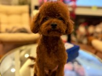 Teslime hazır yavru köpekler