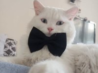 Ankara kedisi sahiplendirme