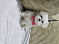 Safkan 0 numara kore maltese bebekler