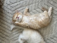 British longhair yavru erkek kedimiz