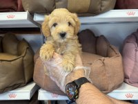 MALTİPOO BABYFACE YAVRULARIMIZ