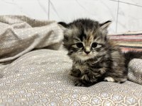 British longhair yavru