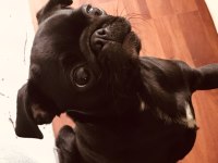 SAHİBİNDEN ÜCRETLİ DİŞİ PUG DAHA BİR YAŞINDA