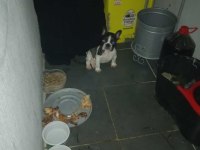 Fransız bulldog yavrular
