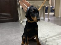 3.5 aylık dişi doberman yavrumuz