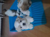 Yakışıklı shih tzu oğluşlarım