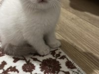 Lynx Point British Bebekler