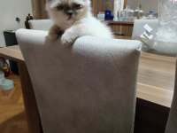 Scottish Fold Kızımız Yeni Yuvasını Bekliyor