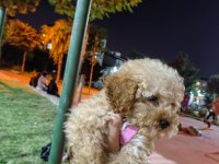 AKILLI BİR KIZ ÇOCUĞU POODLE
