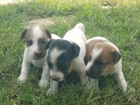 Show Kalite Fırlama Jack Russell Terrier Yavruları