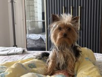Köpeğimiz için lütfen açıklama okuyun