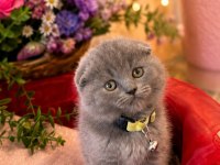 AY BRİTİSH SHORTHAİR TOP KAFA YAVRULAR