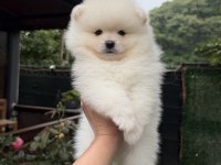 AYI SURAT POMERANİAN BOO