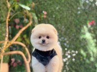 Oyuncak Surat Pomeranian Boo Bebekler