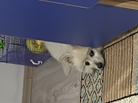 Yavru Pomeranian Boo 3 Aylık