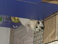 Yavru pomeranian boo 3 aylık