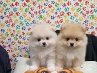 Pomeranian bebekleri