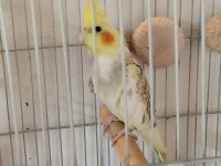Yeni yeme düşmüş yavru sultan papağanımız