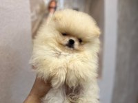 Pomeranian yavrularımız teslime hazır