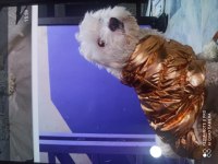 2.5 yaş terrier maltese dişi