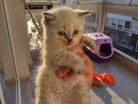 Bebek Kediler Yeni Yuvalarına Hazır