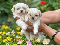 KOREA TEACUP MALTESE SAĞLIK GARANTİLİ BEBEKLERİMİZ