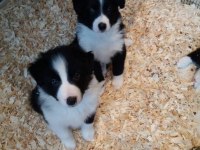 Border Collie Yavruları