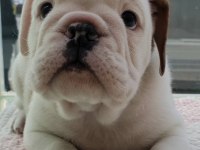 İNGİLİZ BULLDOG YAVRULARI