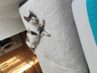EVDE YALNIZ OLMAYI SEVEN MIRMIR KEDİMİZ