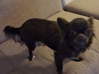 10 aylık dişi chihuahua longhair