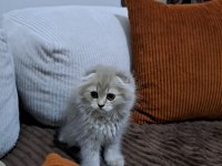 Son scottish fold yavrumuz teslime hazır