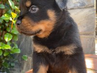 A şecere rottweiler yavruları